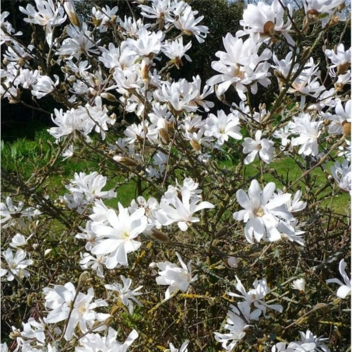 Magnolia stellata - Magnolie stelară [3]