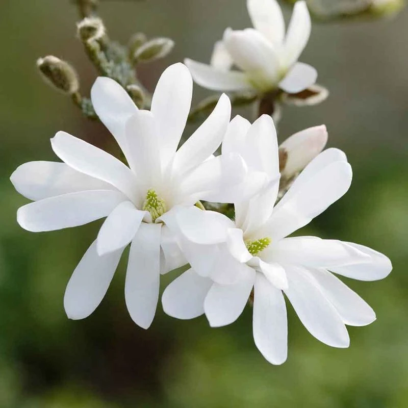 Magnolia stellata - Magnolie stelară [4]