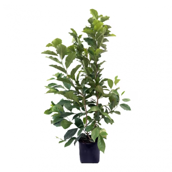 Magnolia Susan - Magnolie cu flori mov [4]