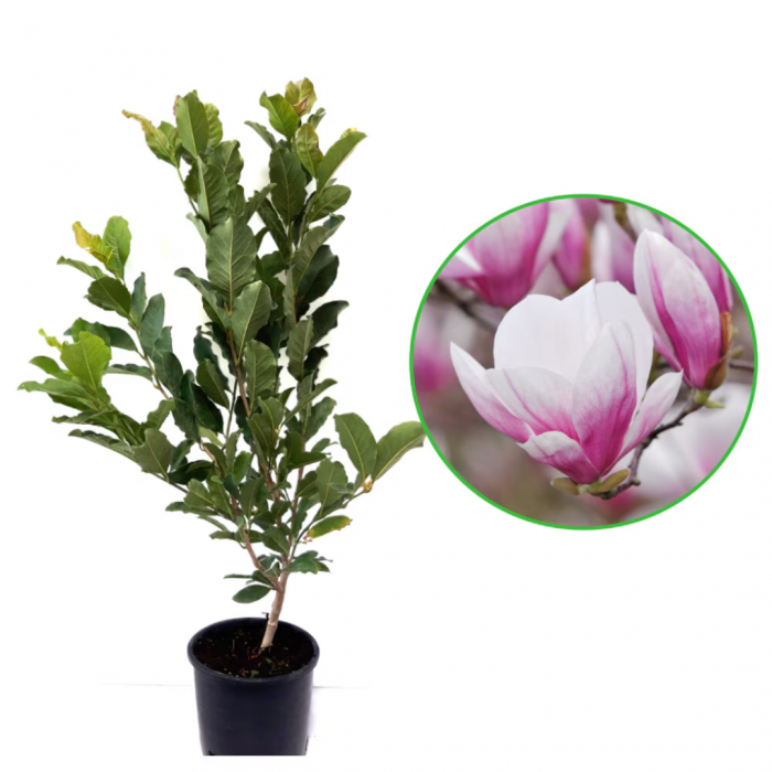 Magnolia x soulangeana - Magnolie cu flori roz [4]
