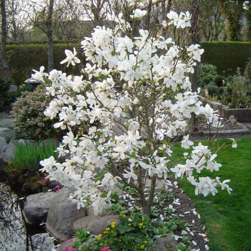Magnolia loebneri 'Merril' - Magnolie 'Merril' [2]
