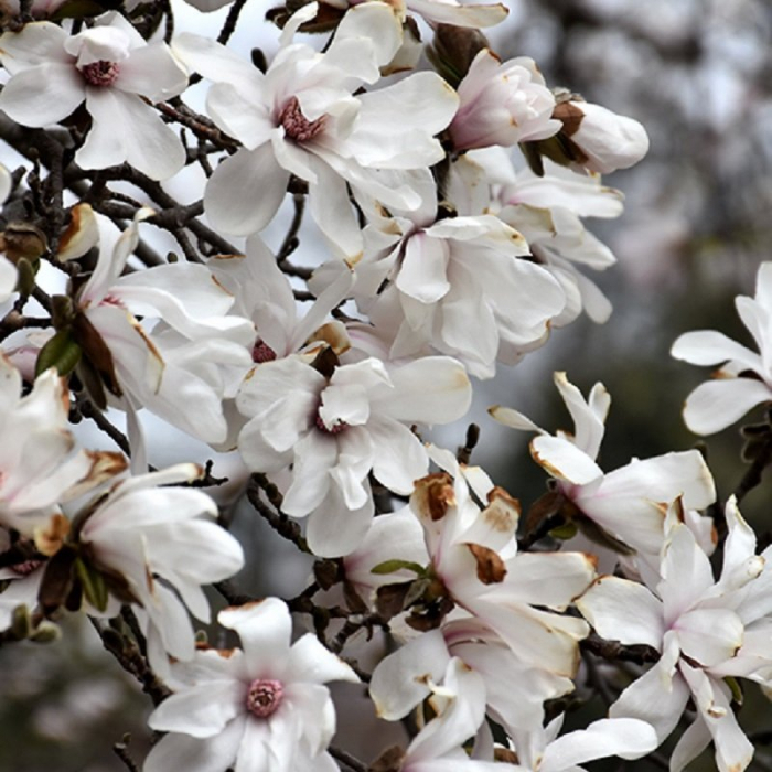 Magnolia loebneri 'Merril' - Magnolie 'Merril' [3]