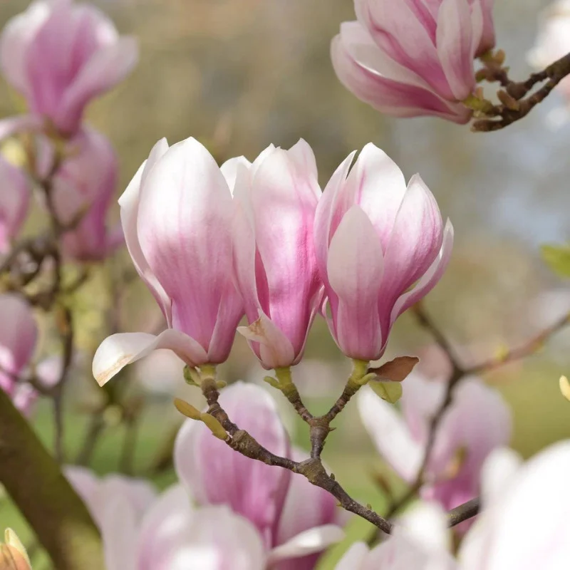 Magnolia x soulangeana - Magnolie cu flori roz [2]