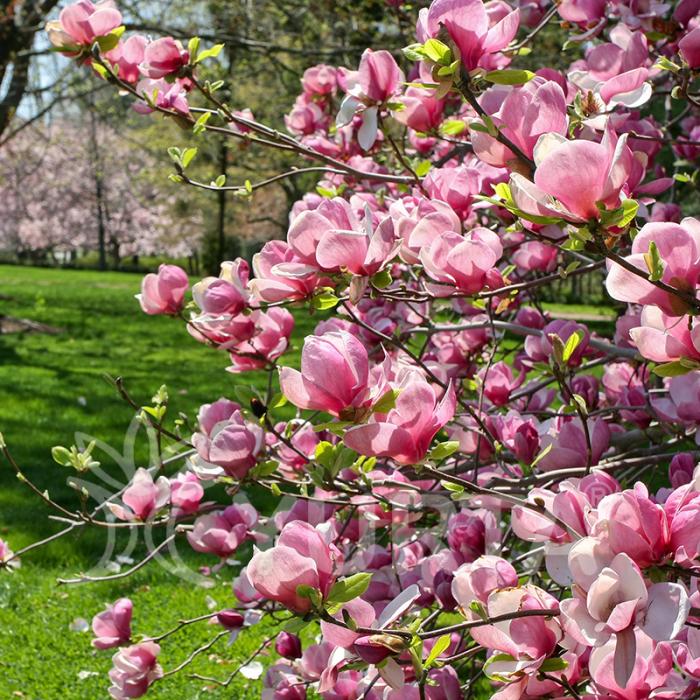 Magnolia x soulangeana - Magnolie cu flori roz [3]