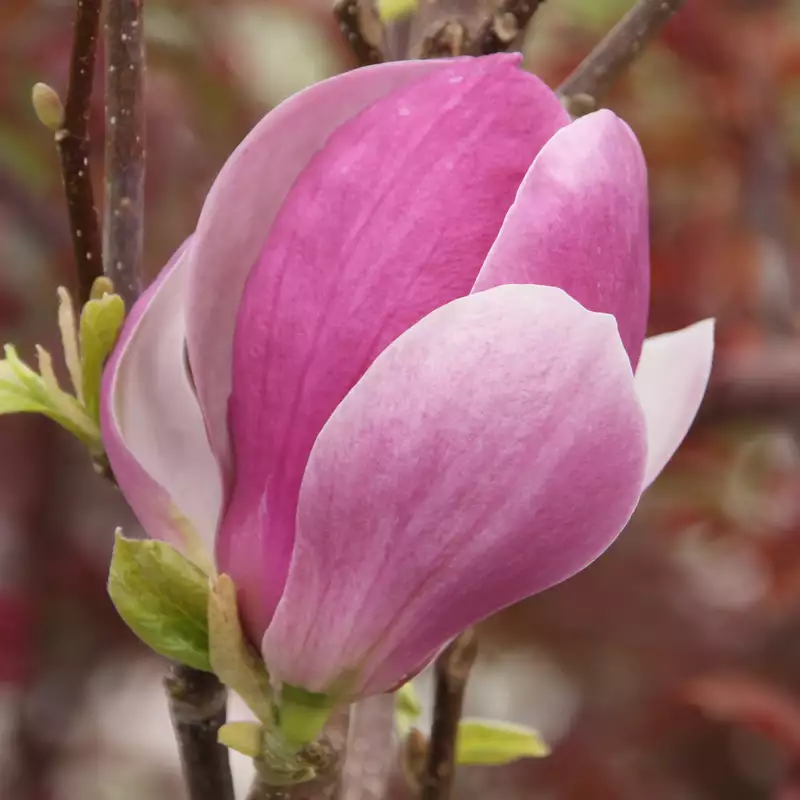 Magnolia x soulangeana - Magnolie cu flori roz [1]