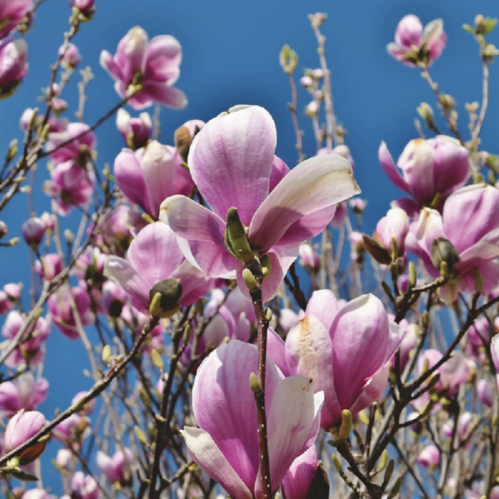 Magnolia loebneri 'Leonard Messel' - Magnolia loebneri [3]