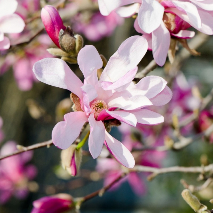 Magnolia loebneri 'Leonard Messel' - Magnolia loebneri [1]