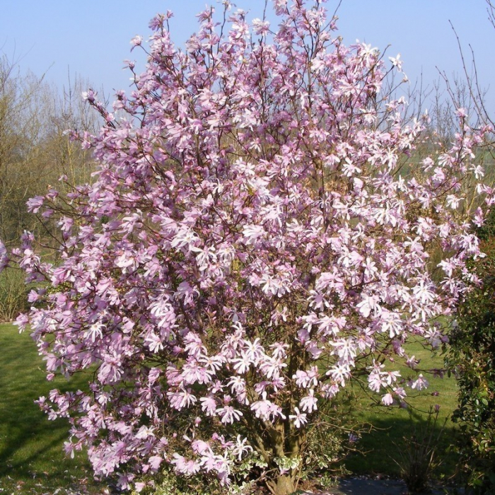 Magnolia loebneri 'Leonard Messel' - Magnolia loebneri [2]