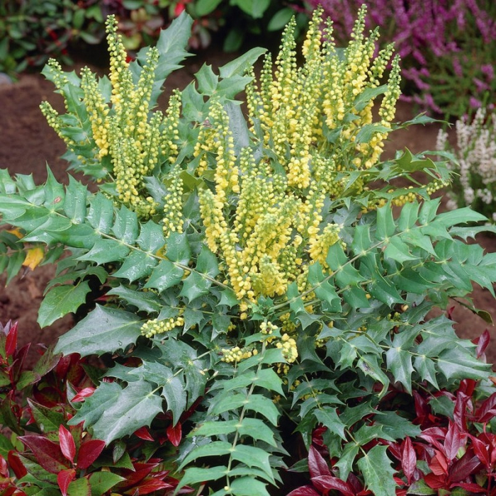 Mahonia × media 'Charity' - Mahonia (Strugure din oregon  'Charity') [1]