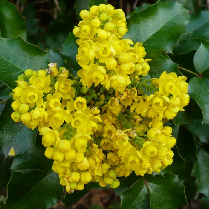 Mahonia × media 'Charity' - Mahonia (Strugure din oregon  'Charity') [2]