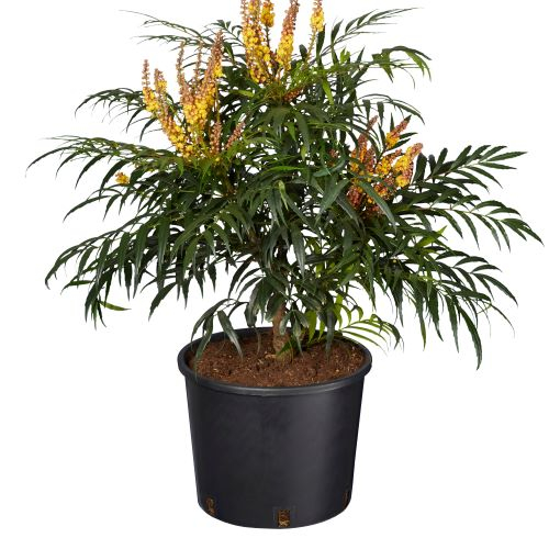 Mahonia × media 'Charity' - Mahonia (Strugure din oregon  'Charity') [4]