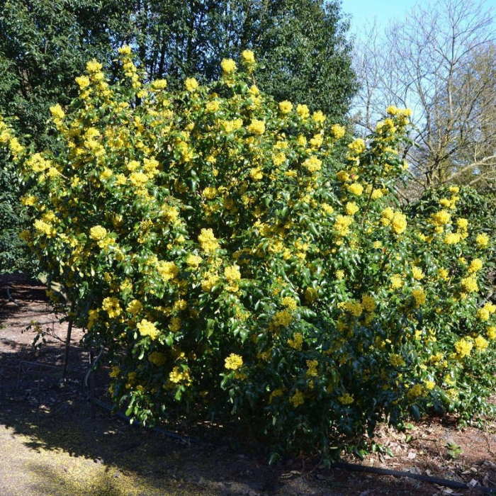 Mahonia × media 'Charity' - Mahonia (Strugure din oregon  'Charity') [3]