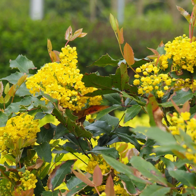 Mahonia aquifolium - Mahonia (Strugure de oregon) [3]