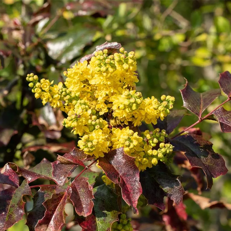 Mahonia aquifolium - Mahonia (Strugure de oregon) [1]
