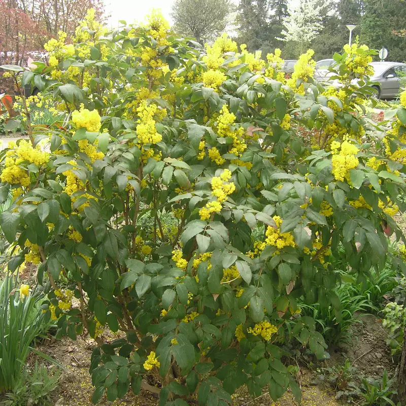 Mahonia aquifolium - Mahonia (Strugure de oregon) [2]