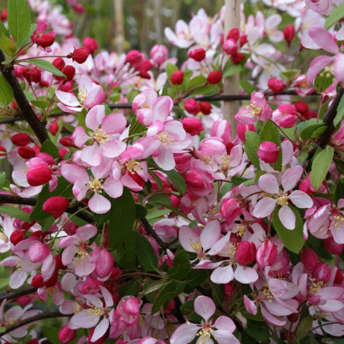 Malus cespuglio - Măr ornamental [1]