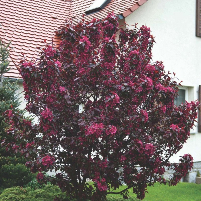 Malus cespuglio - Măr ornamental [2]