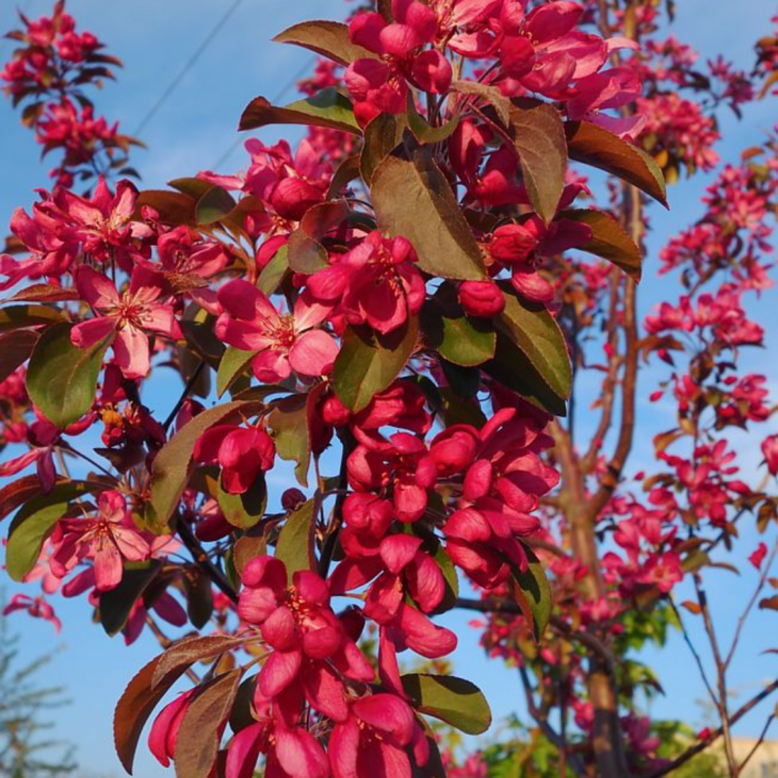 Malus cespuglio - Măr ornamental [3]