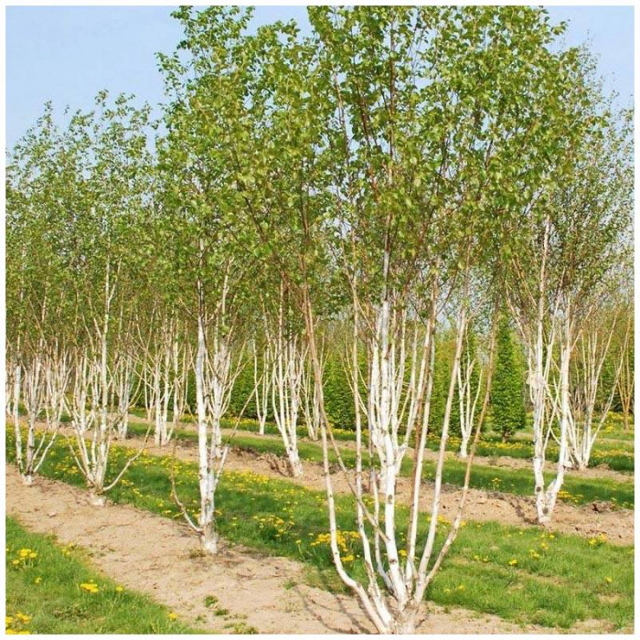 Betula utilis - Mesteacăn de Himalaya [1]