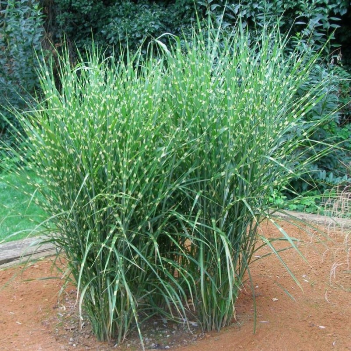 Miscanthus sinensis 'Strictus' - Iarba elefantului [1]
