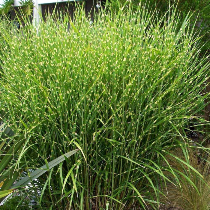 Miscanthus sinensis 'Strictus' - Iarba elefantului [2]