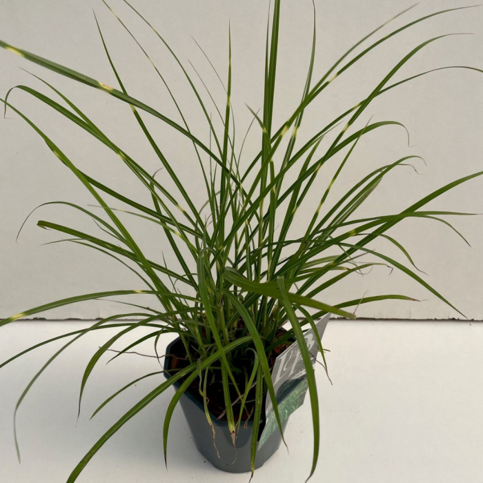 Miscanthus sinensis 'Strictus' - Iarba elefantului [3]