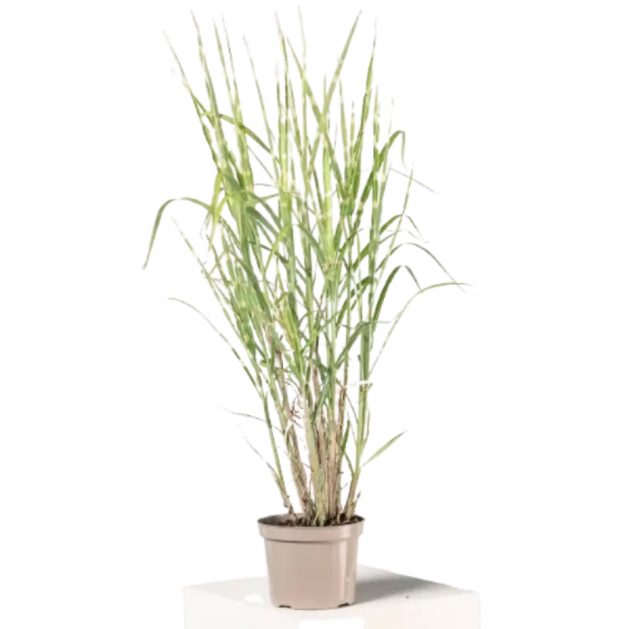 Miscanthus sinesis 'Zebrinus'  - Stuf chinezesc [3]