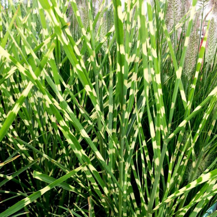 Miscanthus sinesis 'Zebrinus'  - Stuf chinezesc [1]
