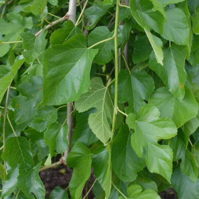 Morus alba 'Pendula' - alto fusto  - Dud alb pendular - altoit pe tulpină înaltă [3]