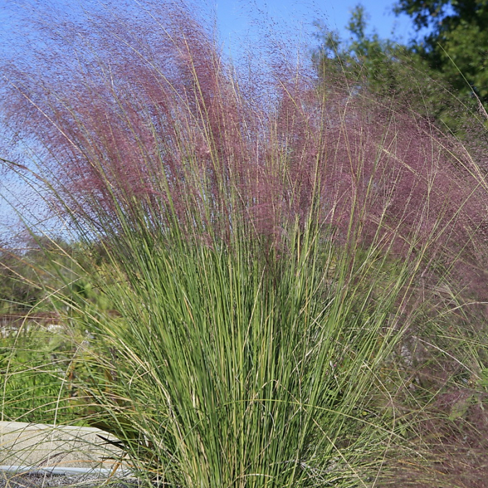Muhlenbergia capillaris - Iarbă roz [2]
