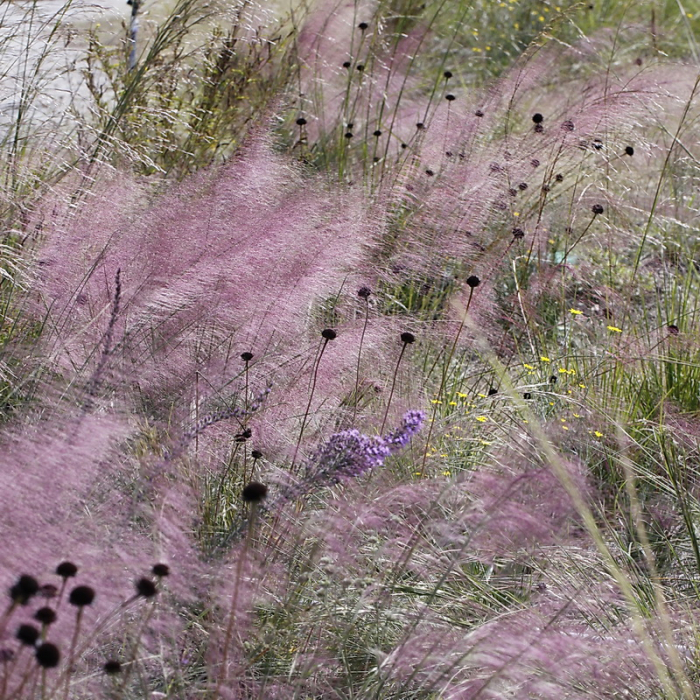 Muhlenbergia capillaris - Iarbă roz [1]