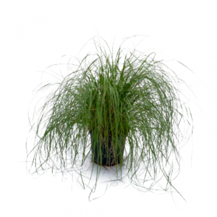 Muhlenbergia capillaris - Iarbă roz [3]