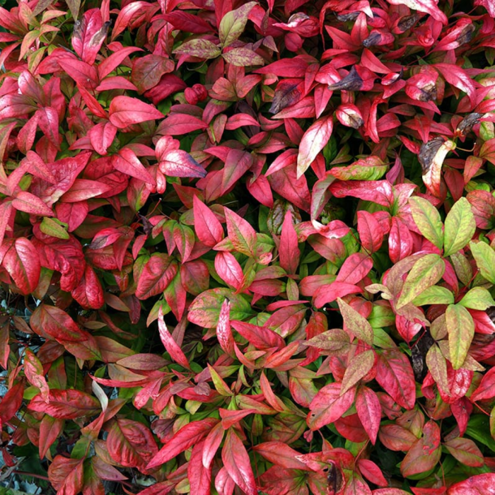 Nandina domestica  'gulf stream' - Bambus sfant [2]