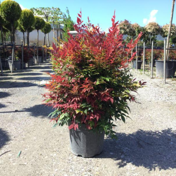 Nandina domestica  'gulf stream' - Bambus sfant [3]