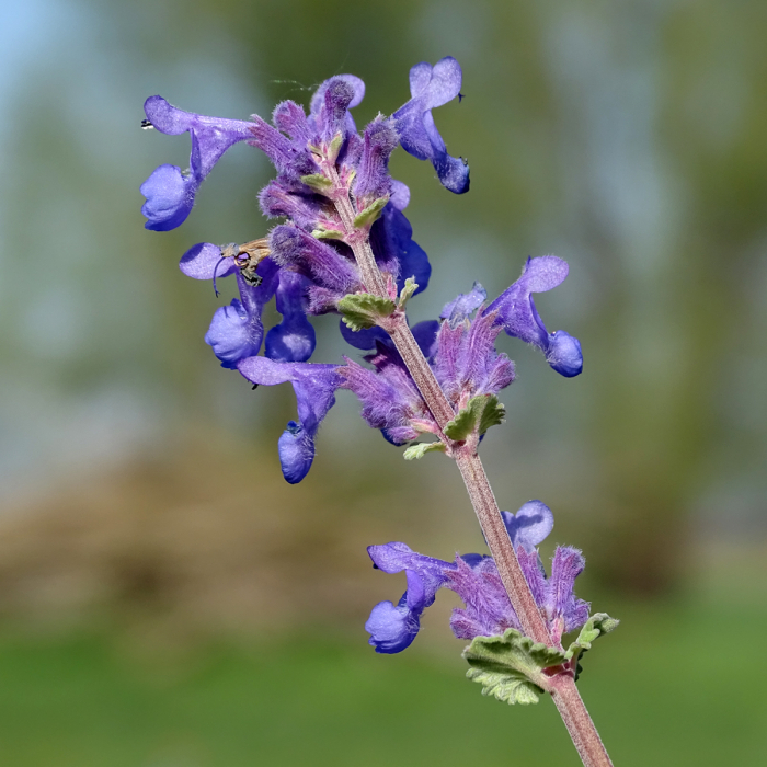 Nepeta racemosa 'Superba' - Mentă de pisică [2]