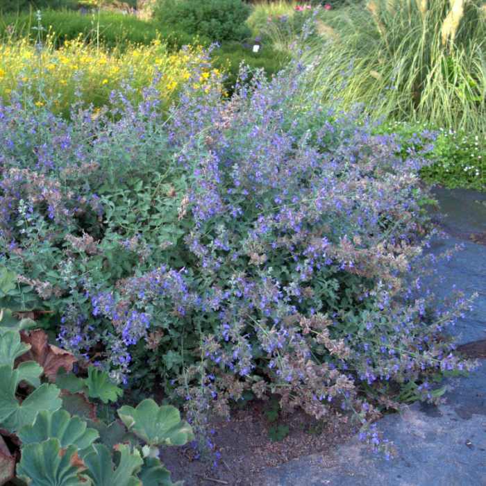 Nepeta racemosa 'Superba' - Mentă de pisică [3]