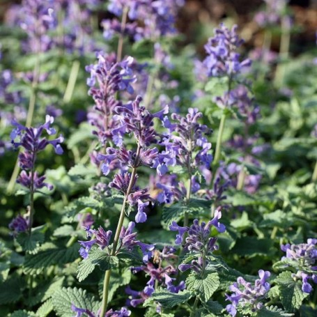 Nepeta racemosa 'Superba' - Mentă de pisică [1]