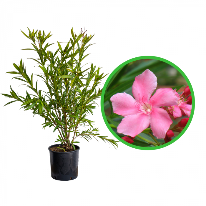 Nerium oleander - Leandru [4]