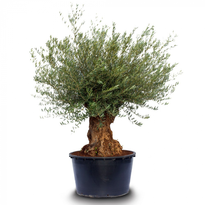 Olea europaea Bonsai  - Măslin european tip bonsai [3]