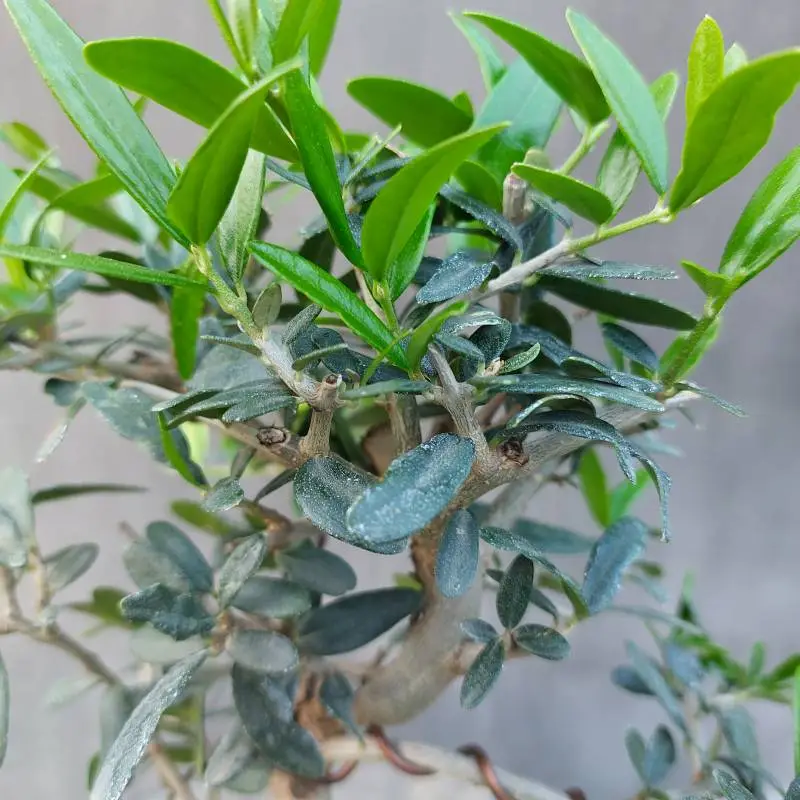 Olea europaea Bonsai  - Măslin european tip bonsai [2]