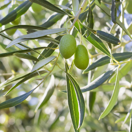 Olea europaea  mini alberetto - Măslin european  altoit pe trunchi [2]