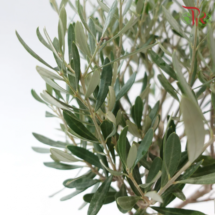 Olea europaea  mini alberetto - Măslin european  altoit pe trunchi [1]
