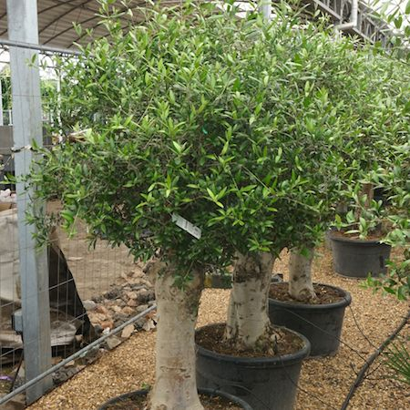 Olea europaea  mini alberetto - Măslin european  altoit pe trunchi [3]