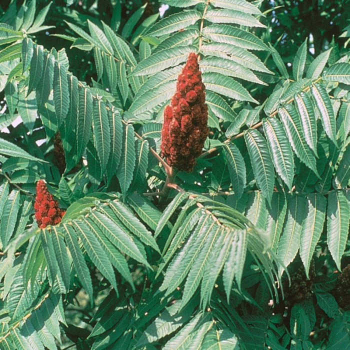 Rhus typhina - Oțetar [2]
