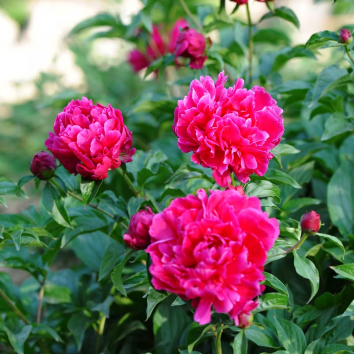 Paeonia lactiflora  Chinensis -  Bujor Chinezesc [5]