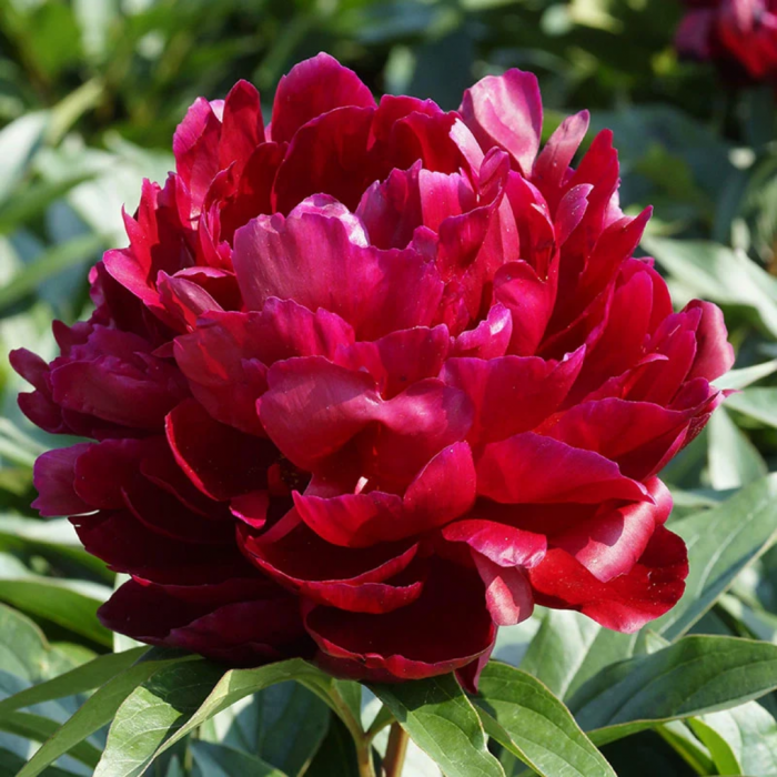 Paeonia lactiflora  Chinensis -  Bujor Chinezesc [4]