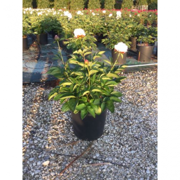 Paeonia lactiflora  Chinensis -  Bujor Chinezesc [3]