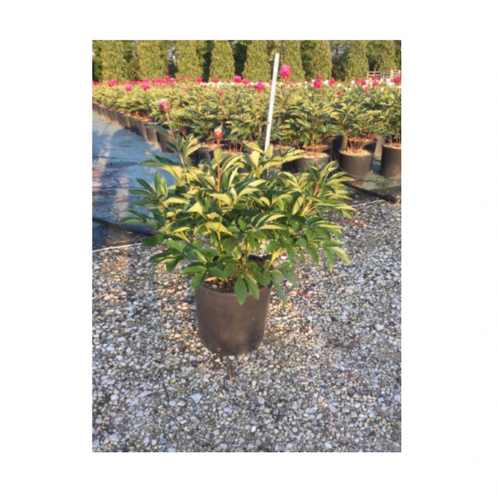 Paeonia lactiflora  Chinensis -  Bujor Chinezesc [6]