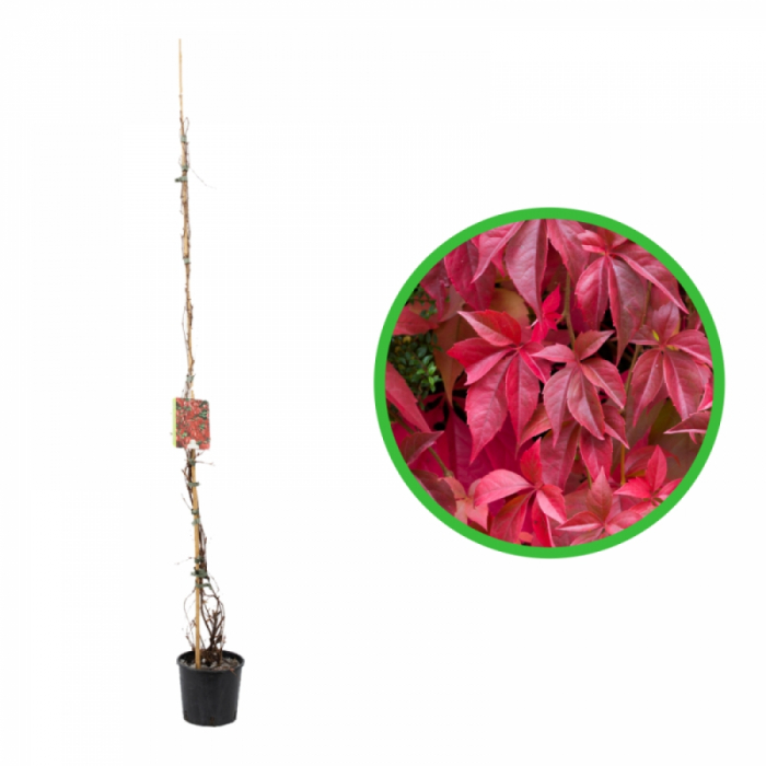 Parthenocissus quinquefolia - Viță sălbatică roșie [3]