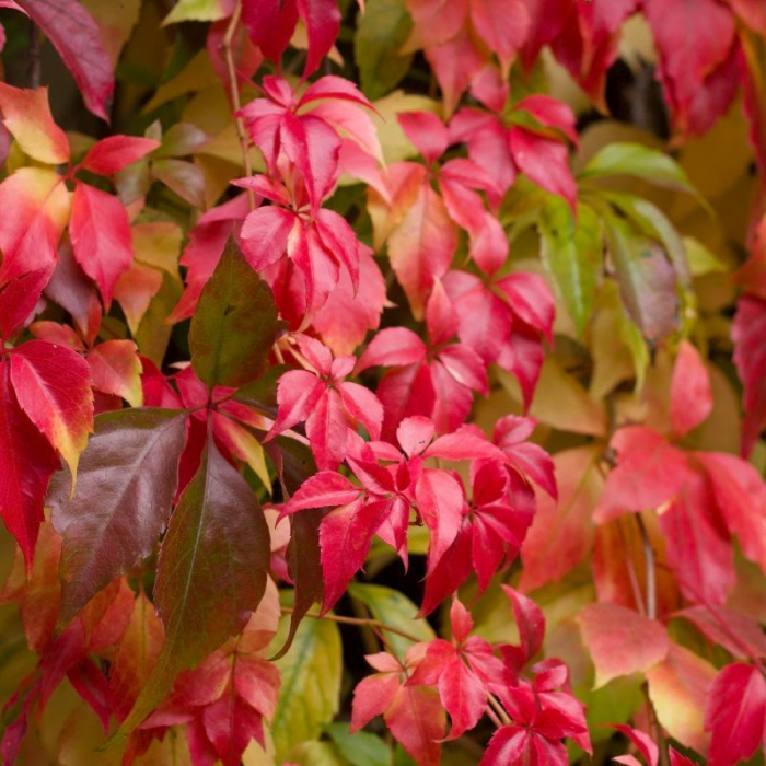Parthenocissus quinquefolia - Viță sălbatică roșie [2]